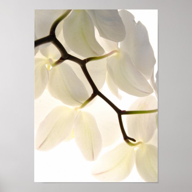 Affiches Orchidées blanches sur blanc (Devant)