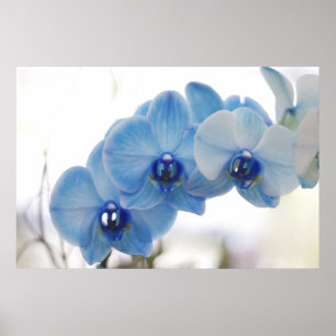 Affiches Orchidées bleues
