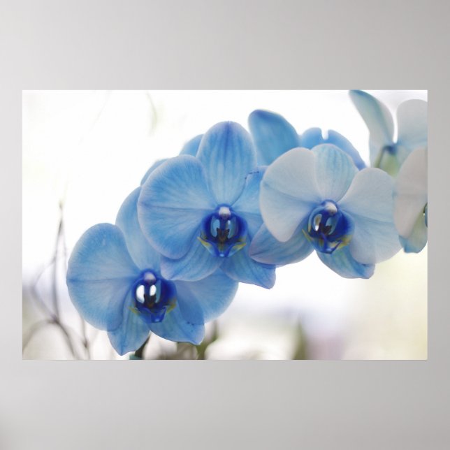 Affiches Orchidées bleues (Devant)