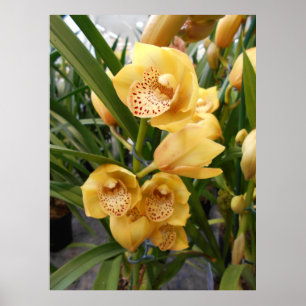 Affiches Orchidées de Cymbidium Jaune