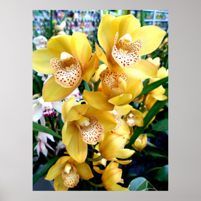 Affiches Orchidées de Cymbidium Jaune (Devant)