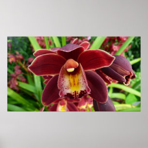 Affiches Orchidées de Maroon I Beau Floral Rouge