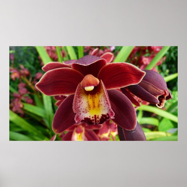 Affiches Orchidées de Maroon I Beau Floral Rouge (Devant)