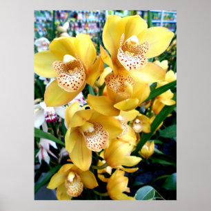 Affiches Orchidées du Cymbidium jaune