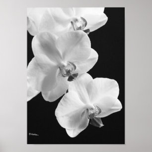 Affiches Orchidées en noir et blanc