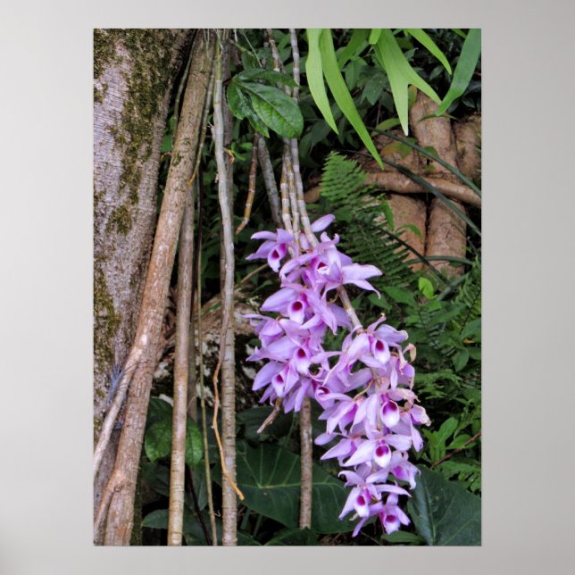 Affiches Orchidées hawaïennes Honohono (Devant)
