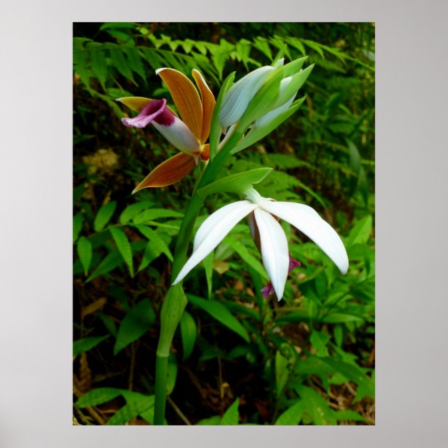 Affiches Orchidées hawaïennes sauvages (Devant)