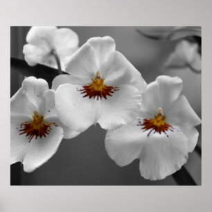 Affiches Orchidées monochromes