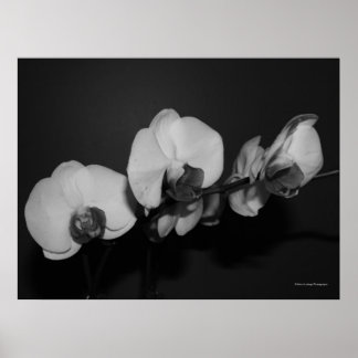 Affiches orchidées noir et blanc
