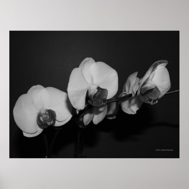 Affiches orchidées noir et blanc (Devant)