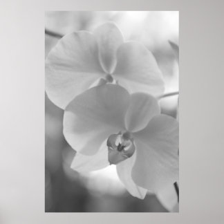 Affiches Orchidées noires et blanches