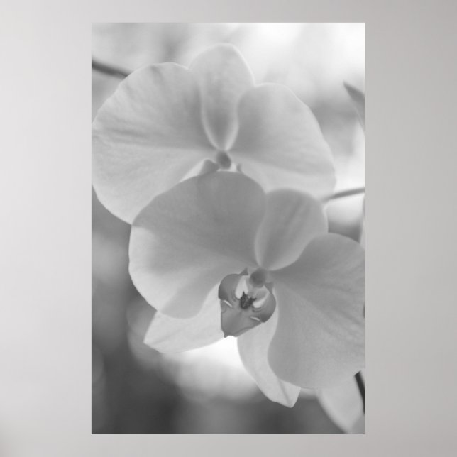Affiches Orchidées noires et blanches (Devant)