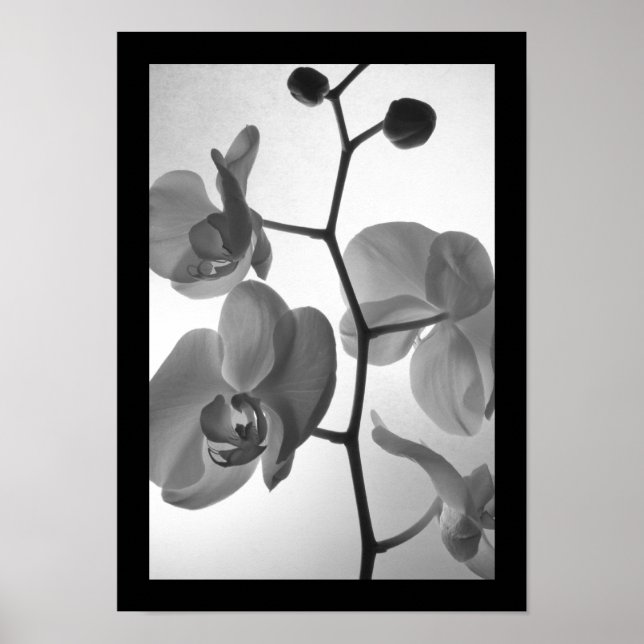 Affiches Orchidées noires et blanches sur la tige (Devant)
