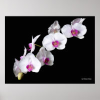 Orchidées, par Sinisa Botas