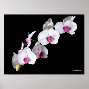 Affiches Orchidées, par Sinisa Botas