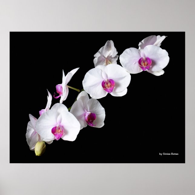 Affiches Orchidées, par Sinisa Botas (Devant)