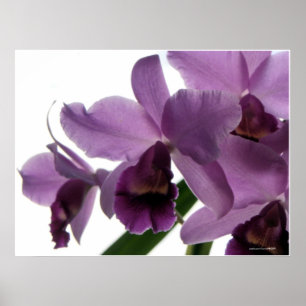 Affiches Orchidées pourpres élégantes de Cattleya