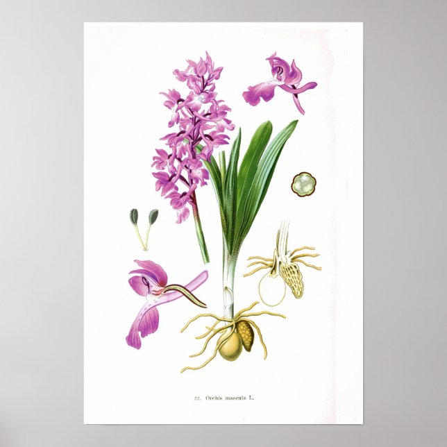 Affiches Orchis mascula (Devant)