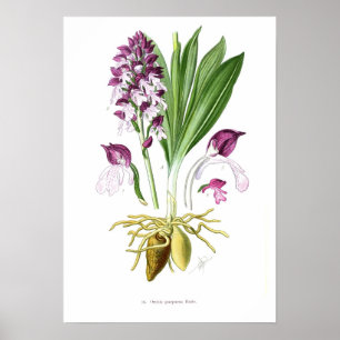 Affiches Orchis purpurea