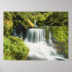 Affiches Oregon, Cascade dans le parc national Willamette