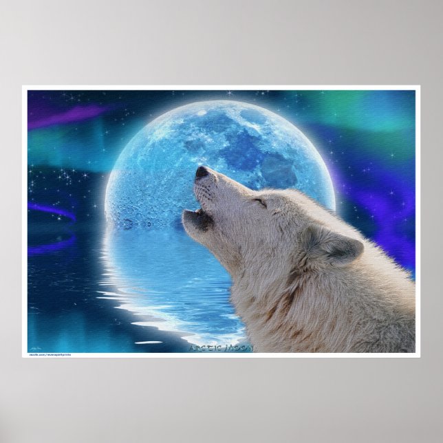 Affiches Oreille arctique hurler à Aurora & Moon Wildlife A (Devant)