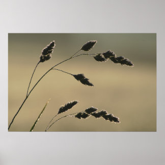 Affiches Oreille d'herbe humide