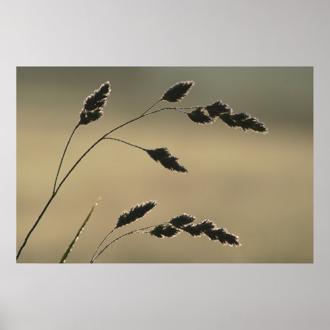 Affiches Oreille d'herbe humide (Devant)
