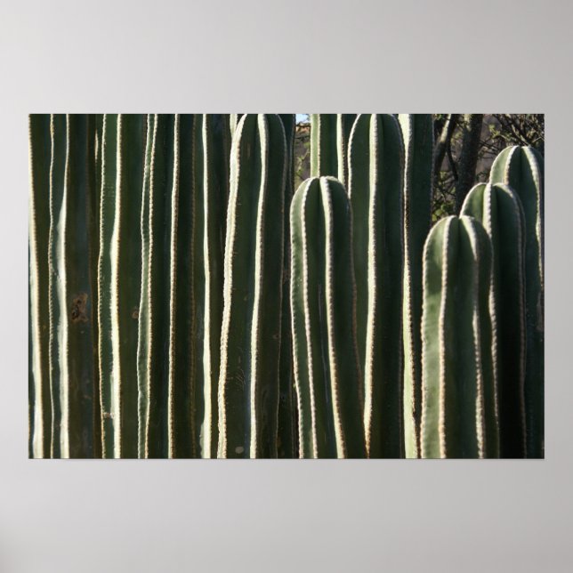 Affiches Organ Pipe Cactus (Devant)