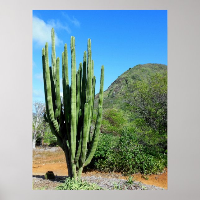 Affiches Organe Cactus (Devant)