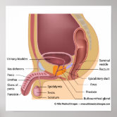 diagramme du système reproducteur masculin étiqueté