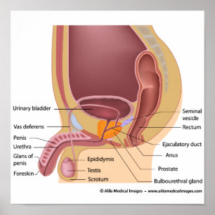 Affiches Organes reproducteurs mâles sagittal, diagramme la