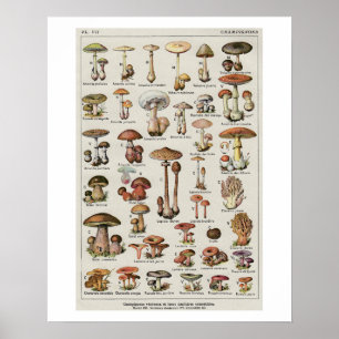 Affiches Organigramme des champignons botaniques