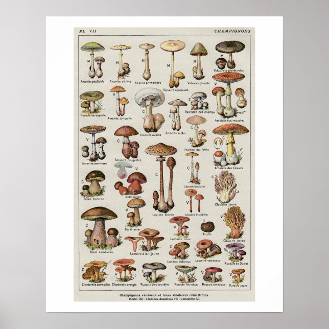 Affiches Organigramme des champignons botaniques (Devant)