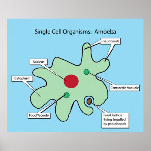 Affiches Organismes à cellule unique : Amoeba