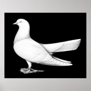 Affiches Oriental Roller: Flying Type
