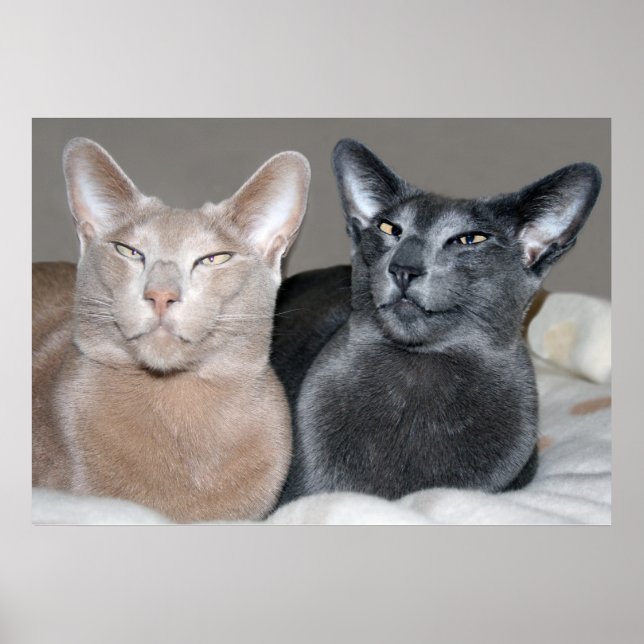 Affiches Oriental Shorthair Cats Imprimer (Devant)