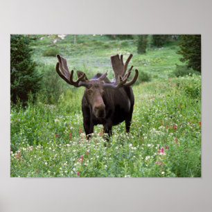 Affiches Orignal mâle (Alces alces) dans les fleurs sauvage