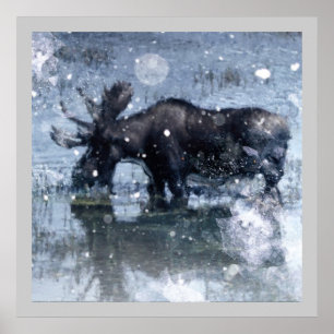 Affiches Orignaux rustiques de taureau de faune de région