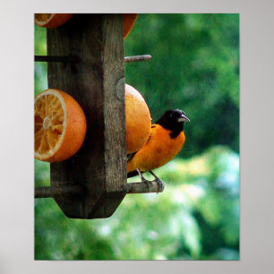 Affiches Oriole masculine
