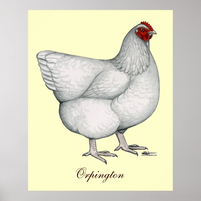 Affiches Orpington White Hen (Devant)