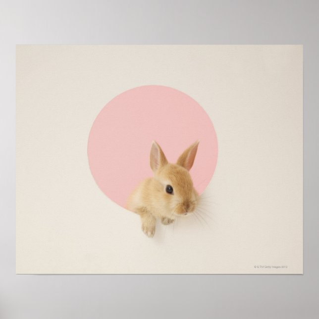 Affiches Oryctolagus cuniculus 3 (Devant)