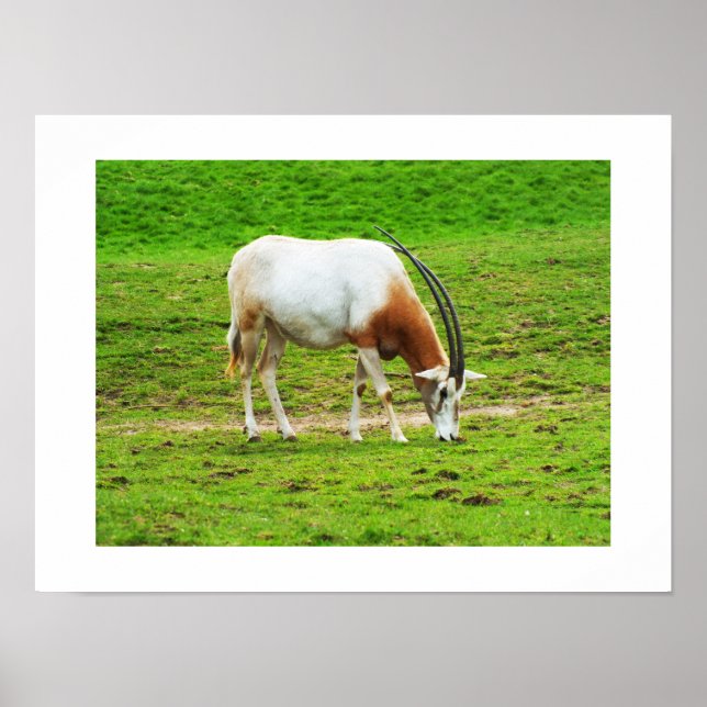 Affiches Oryx algazelle animal (Devant)