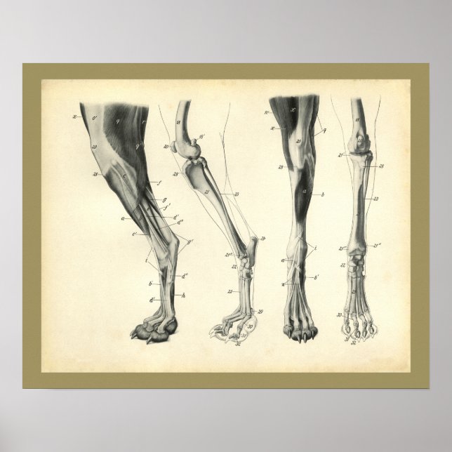 Affiches Os à mâchoires Muscle Anatomie vétérinaire Imprime (Devant)