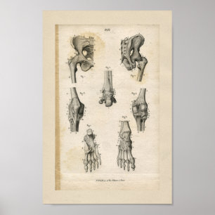Affiches Os à pieds pelviens Anatomie Vintage Imprimer