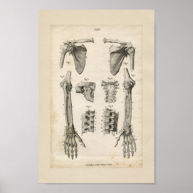 Affiches Os du bras Anatomie Vintage Imprimer (Devant)