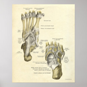 Affiches Os vintages d'impression d'anatomie de pied