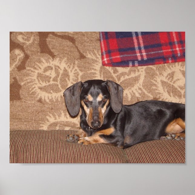 Affiches Oscar Wiener Dog (Devant)