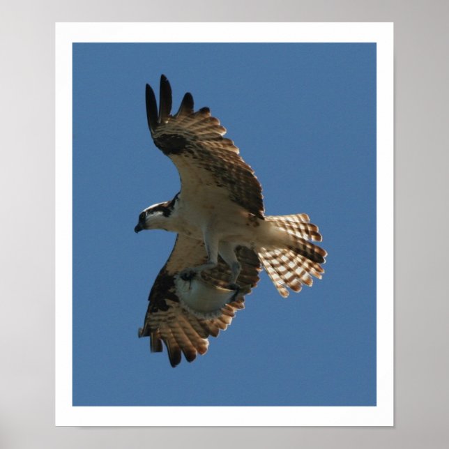 Affiches Osprey Bird & Halibut Fish Print (Devant)