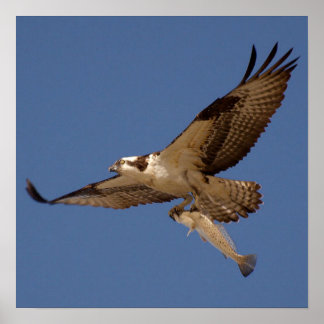Affiches Osprey Fisher