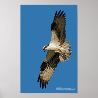 Affiches Osprey Hovering